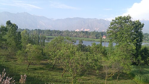 Saffron of Pampore photograph